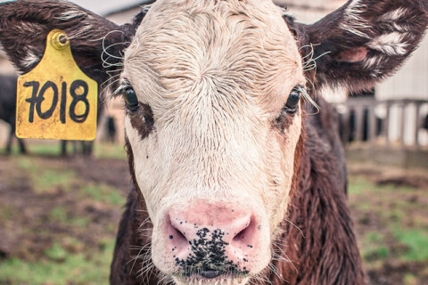 cow